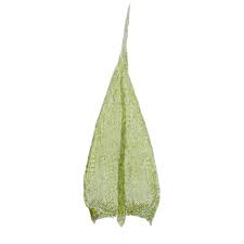 Attēlu rezultāti vaicājumam “Sciuro-hypnum populeum”