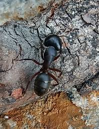 Attēlu rezultāti vaicājumam “Camponotus herculeanus”