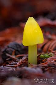 Attēlu rezultāti vaicājumam “Hygrocybe acutoconica”