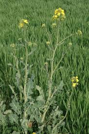 Attēlu rezultāti vaicājumam “Brassica napus”