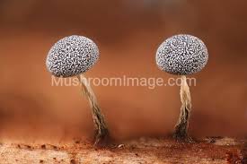 Attēlu rezultāti vaicājumam “Physarum leucophaeum macro”