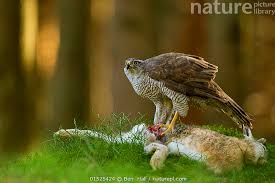 Attēlu rezultāti vaicājumam “Accipiter gentilis”