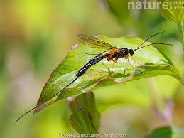 Attēlu rezultāti vaicājumam “Ichneumonidae”