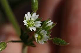 Attēlu rezultāti vaicājumam “Cerastium holosteoides”