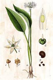 Attēlu rezultāti vaicājumam “Allium ursinum flower”