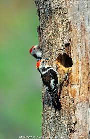 Attēlu rezultāti vaicājumam “Dendrocopos leucotos female”
