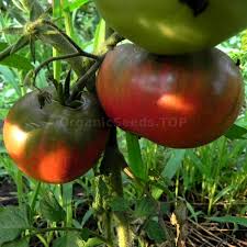Afbeeldingsresultaat voor black sea man tomato