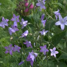Attēlu rezultāti vaicājumam “Campanula patula flower”