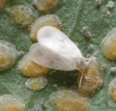 Attēlu rezultāti vaicājumam “Aleurochiton aceris nymph”