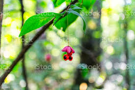 Attēlu rezultāti vaicājumam “Euonymus verrucosus leaf”