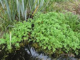 Attēlu rezultāti vaicājumam “Oenanthe aquatica flower”