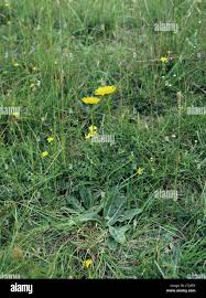 Attēlu rezultāti vaicājumam “Hypochaeris maculata”