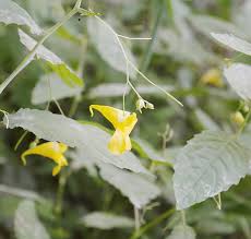 Attēlu rezultāti vaicājumam “Impatiens noli-tangere leaf”