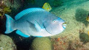 Image result for Scarus trispinosus