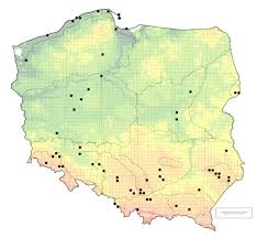 Attēlu rezultāti vaicājumam “Adomerus biguttatus”