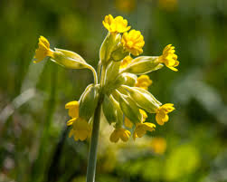 Attēlu rezultāti vaicājumam “Primula veris”