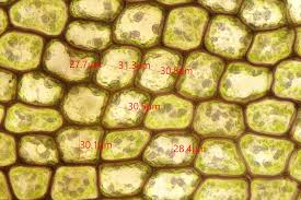 Attēlu rezultāti vaicājumam “Cladopodiella francisci”