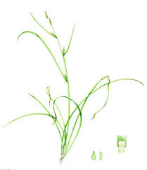 Attēlu rezultāti vaicājumam “Carex remota fruit”