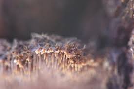 Attēlu rezultāti vaicājumam “Gloiodon strigosus”