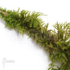 Attēlu rezultāti vaicājumam “Thuidium”