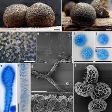 Attēlu rezultāti vaicājumam “Lycogala alisaulianovae”