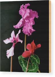 Image result for Cyclamen persicum