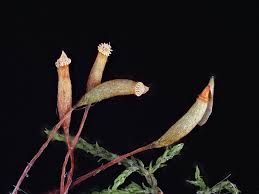 Attēlu rezultāti vaicājumam “Leskea polycarpa”