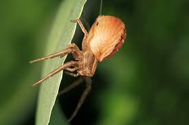 Attēlu rezultāti vaicājumam “Xysticus bifasciatus female”