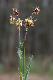 Attēlu rezultāti vaicājumam “Luzula campestris flower”