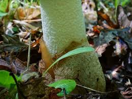 Attēlu rezultāti vaicājumam “Phallus impudicus”