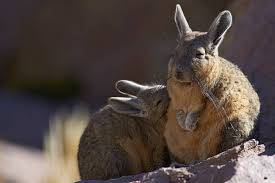 Image result for viscacha