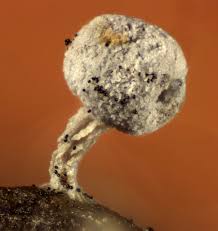 Attēlu rezultāti vaicājumam “Didymium squamulosum”