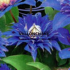 Image result for clematis multi blue