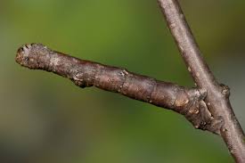 Attēlu rezultāti vaicājumam “Hypomecis roboraria”