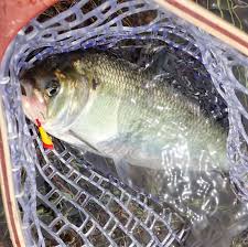 Image result for Alosa alosa