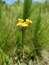 Attēlu rezultāti vaicājumam “Helichrysum arenarium leaf”