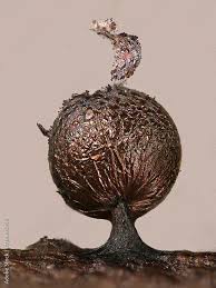 Attēlu rezultāti vaicājumam “Lamproderma ovoideum macro”