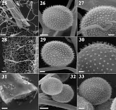 Attēlu rezultāti vaicājumam “Stemonitopsis typhina stalked”