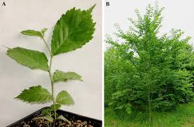 Attēlu rezultāti vaicājumam “Ulmus glabra”