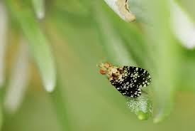 Attēlu rezultāti vaicājumam “Trypetoptera punctulata”