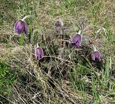 Attēlu rezultāti vaicājumam “Pulsatilla pratensis flower”