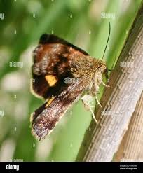 Attēlu rezultāti vaicājumam “Panemeria tenebrata”