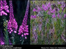 Attēlu rezultāti vaicājumam “Polygalaceae”