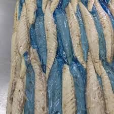 Image result for Thunnus alalunga