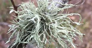 Attēlu rezultāti vaicājumam “Ramalina calicaris”