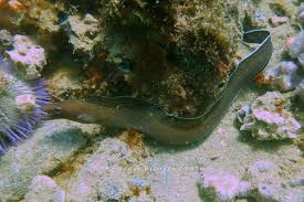 Image result for Gymnothorax vicinus