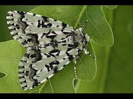 Attēlu rezultāti vaicājumam “Moma alpium”