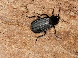 Attēlu rezultāti vaicājumam “Necrodes littoralis”