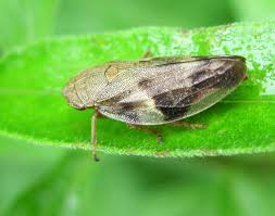 Attēlu rezultāti vaicājumam “Aphrophora nymph”