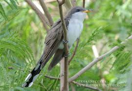 Image result for Coccyzus americanus